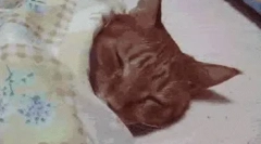 Zašto mačke vole spavati?